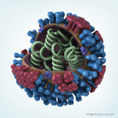 flu virus anatomy